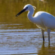 Aigrette garzette avec une écrevisse